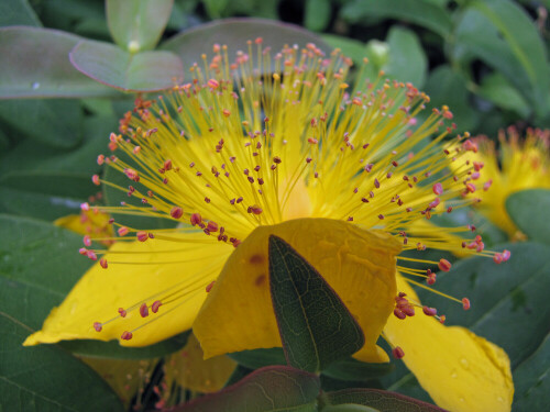 Makro einer Johanniksrautblüte

Aufnameort: Österreich
Kamera: Canon Ixus 800