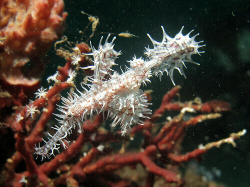 Geisterpfeifenfisch

Aufnameort: Lembehstrait Sulawesi, Indonesien.
Kamera: Canon G10