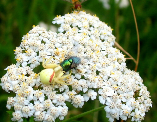 veranderliche-krabbenspinne-misumena-vatia-9364.jpeg