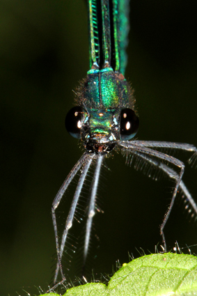 blauflugel-prachtlibelle-portrait-4877.jpeg