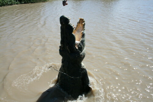 Der Name ist Hektor , er ist über 6 - 7 meter lang und ist ein Salzwasserkrokodil. Das Foto entstand auf dem Adelaide River in Australien.

Aufnameort: Australien
