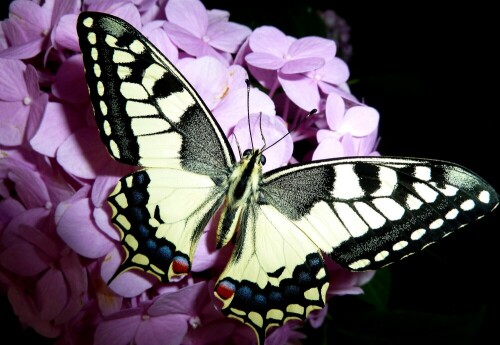 schwalbenschwanz-papilio-machaon-11994.jpeg