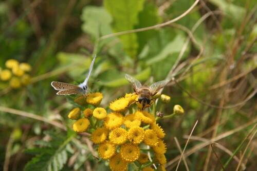 

Aufnameort: Reeßum
Kamera: Canon Eos 350D