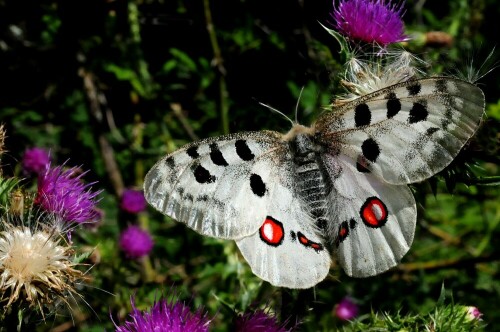 Distelbesuch des Apollofalters

Aufnameort: Mörnsheim (Altmühlalb)
Kamera: Panasonic DMC-FZ200