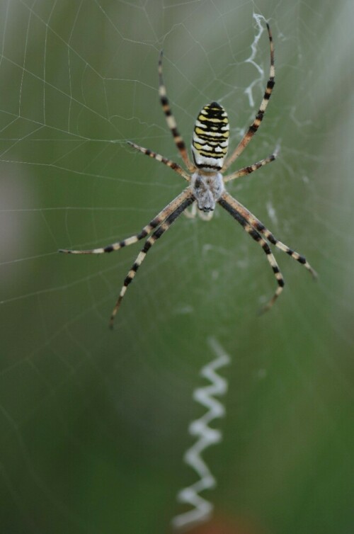 Wespenspinne (Argiope bruennichi)


Kamera: Nikon D90