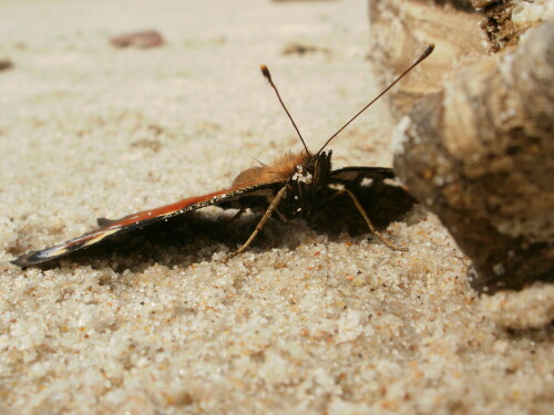 schmetterling-am-strand-5421.jpeg