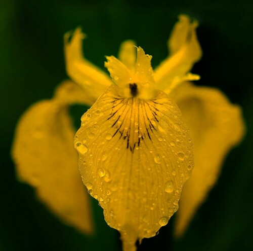 sumpfschwertlilie-iris-pseudacorus-nach-regen-13226.jpeg