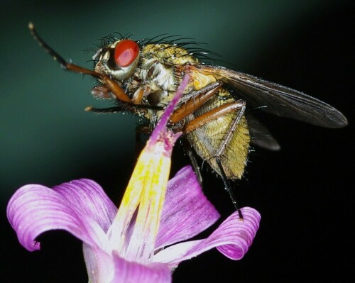 Fliege auf Blüte -schwer zu fotografieren, da Fluchttiere-

Aufnameort: Naturpark Südeifel
Kamera: pentax k200 - mit makro sigma 105