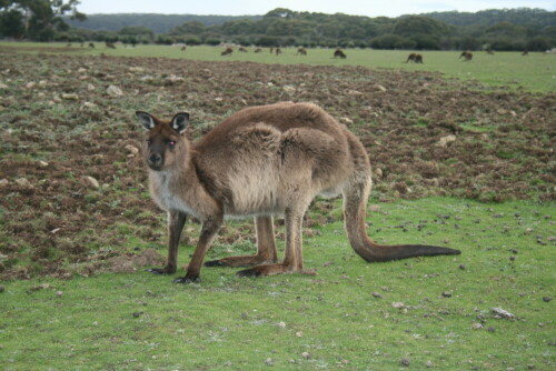 Das Foto entstand auf Kangaroo Island im Kelly Hill Conservations Park.

Aufnameort: Kangaroo Island (Australien)
Kamera: Canon eos 400D