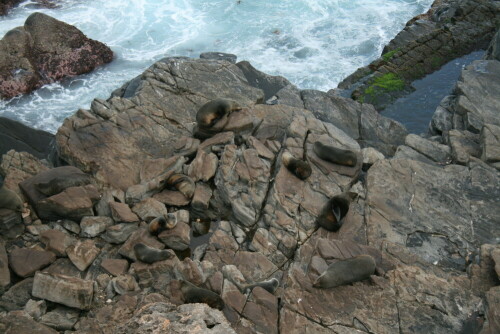 Das tolle Foto entstand auf Kangaroo Island am Admirals Arch.

Aufnameort: Kangaroo Island (Australien)
Kamera: Canon eos 400D