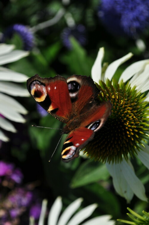 Auf der Landesgartenschau in Villingen-Schwenningen hat dieser wunderschöne Schmetterling auf einer Blüte gesessen und mit seinen Flügelchen geschlagen...


Kamera: Nikon D5000