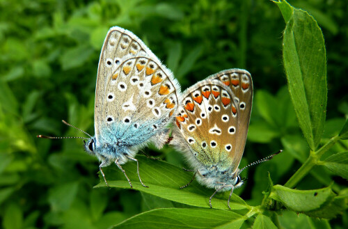 parchen-des-hauhechelblaulings-polyommatus-icarus-11991.jpeg