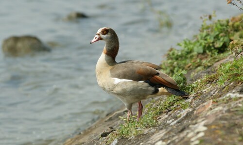 

Aufnameort: Am Rhein bei Wiesbaden
Kamera: SONY Alpha 350