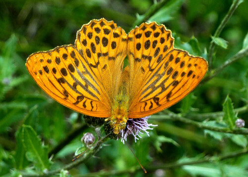 kaisermantel-argynnis-paphia-11659.jpeg