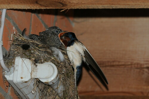 alles durcheinander: Rauchschwalbe füttert Kuckuck im Nest eines Hausrotschwanzes

Aufnameort: Bannetze
Kamera: Nikon D 300s