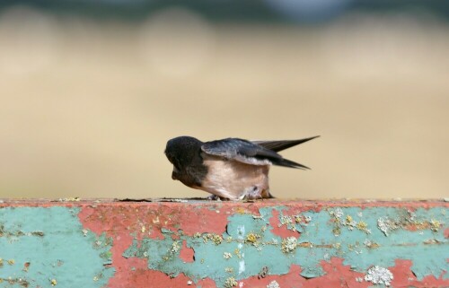 Das Leben der jungen Rauchschwalben ist immer in Gefahr!
Während ich diese junge Rauchschwalbe fotografierte... dieses ist das letzte Foto von ihr auf dem Geländer... passierte etwas, was man als Hobbynaturfotografin wohl nur einmal im Leben so erlebt... Die junge Rauchschwalbe war in Erwartung auf Futter ...

Fortsetzung folgt....

Aufnameort: Radegast an der Elbe
Kamera: Sony Alpha 350, Tele 120 - 400 mm