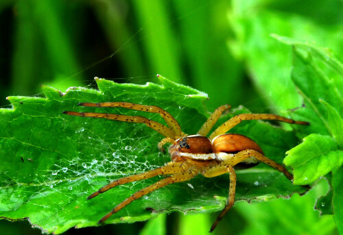 Die Listspinne gehört zu unseren größten Spinnenarten; sie tritt hauptsächlich an Gewässerufern auf.

Aufnameort: Altmühltal.
Kamera: Nikon D300