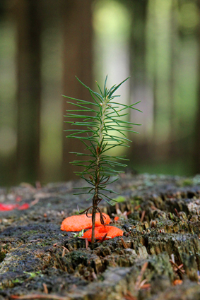 

Aufnameort: d harz
