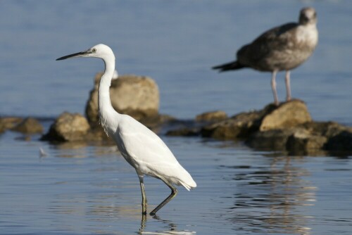 seidenreiher-egretta-garzetta-12286.jpeg