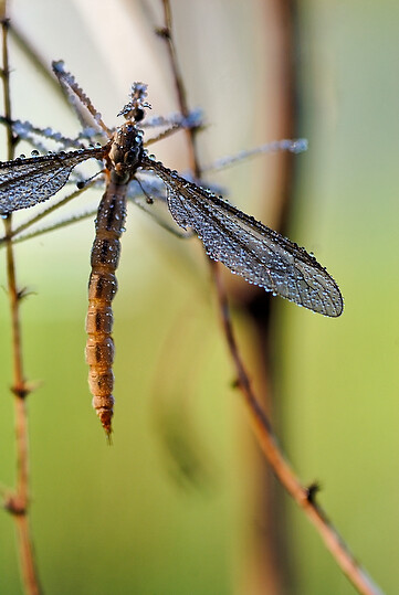 Schnake mit Tautropfen


Kamera: Nikon D200