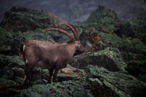 Auf der fotografischen Jagdbegleitung letztes Jahr.
Unvergessliche Momente.

Aufnameort: Wallis, Zinaltal
Kamera: Canon EOS 5D Mark II