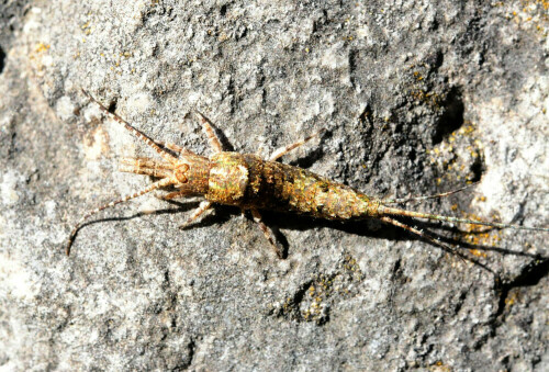 Der in die weitere Verwandtschaft des Silberfischchens gehörende Felsenspringer ist ein Bewohner felsigen Geländes.

Aufnameort: Altmühltal
Kamera: Nikon D300