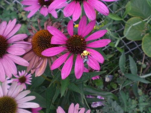 Auf einer Echinacea Blüte fängt gelbe Spinne eine Fliege

Aufnameort: Köln
Kamera: Casio-Exilim