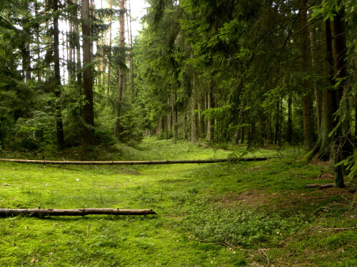 Ruhe ausstrahlende Waldlichtung

Aufnameort: Triesdorf
Kamera: Nikon Coolpix P 90