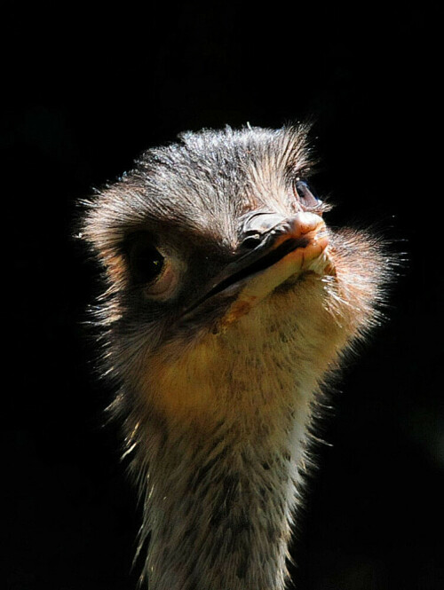 Posierender Nandu (Rhea americana).

Aufnameort: Vogelpark bei Kandern (Südschwarzwald).
Kamera: Nikon D300