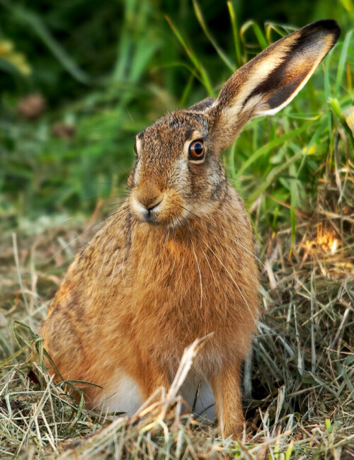 ein junger und noch unerfahrener Feldhase ließ mich bis auf wenige Meter an sich heran und so konnte ich ihn formatfüllend ablichten.

Aufnameort: Münsterland
Kamera: Canon EOS 450D 300mm Bl. 5,6 1/125 sek. ISO 200