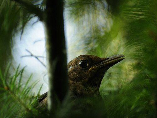 Diese Amsel sah ich in einem Baum sitzen. Durch ein freies Loch in den Ästen konnte ich sie ablichten

Aufnameort: Wald bei Schwandorf
Kamera: Nikon DX