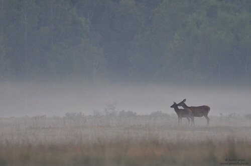 rotwild-liebkosung-und-fellpflege-am-morgen-5121.jpeg