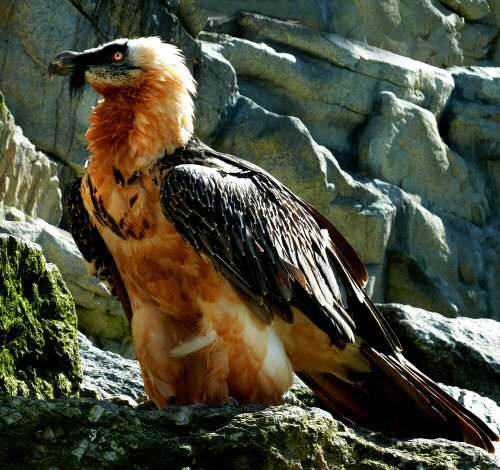 Erwachsener, eingefärbter Bartgeier.

Aufnameort: Alpenzoo Innsbruck.
Kamera: Panasonic DMC-FZ200