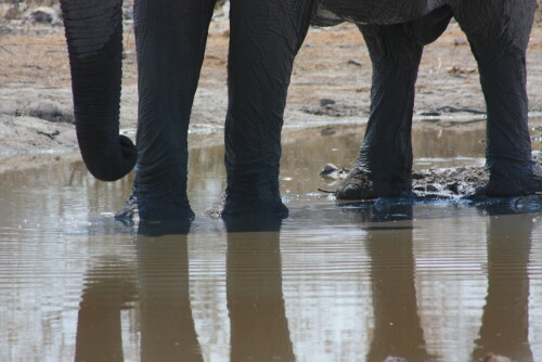 Ein Elefant am Wasserloch.

Aufnameort: Etosha - Namibia
Kamera: Canon 450D