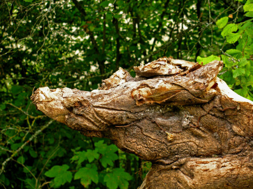 abgebrochener Baum am Schloß Hettingen auf der Schwäbischen Alb

Aufnameort: Hettingen Schloß
Kamera: canon powerhot sx110is