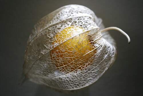 Diese Physalis hatte ich bei der Ernte übersehen und war von der Zartheit der Struktur und der noch intakten Beere fasziniert.

Aufnameort: Deutschland
Kamera: EOS 400D