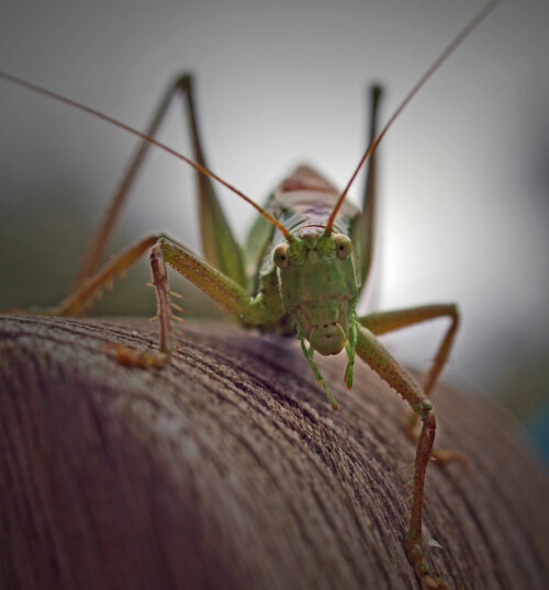 Da Heupferde bevorzugt in Büschen, Bäumen und Gestrüpp leben, kommen sie natürlich auch im Garten vor. Dieses Exemplar verirrte sich auf unsere Terrasse.

Aufnameort: eigener Garten
Kamera: Olympus E-520