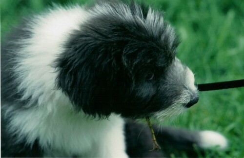 Kleines Beardy-Mädchen, gerade mal drei Monate alt und verspielt wie alle jungen Hunde

Aufnameort: Schleswig-Holstein
Kamera: Contax 167MT, 17mm, Analog - digitalisiert