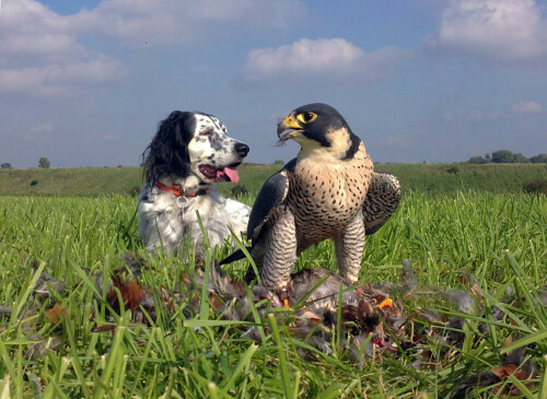 wanderfalke beizvogel und vogelhund englischsetter 6301