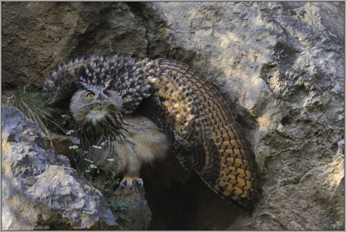 Aufnahme aus August 2010:

Ein Bussard überfliegt das Revier der Uhus. Die Jungtiere scheinen noch nicht einschätzen zu können, ob von ihm für sie eine Gefahr ausgeht und nehmen zur Vorsicht ihre Abwehrhaltung ein: Die Flügel werden kreisförmig aufgefächert, das Körpergefieder aufgeplustert, die Federohren aufgestellt und die orangeroten Augen werden weit geöffnet. Der Uhu will dem potentiellen Feind gegenüber möglichst groß und gefährlich erscheinen - er setzt nicht auf Heimlichkeit, sondern vertraut ganz seiner Größe und Kraft...

Aufnameort: NRW
Kamera: D300s, 500/4.0 mit TC 1,7, ISO 400, f 8.0, 1/200 Sek.