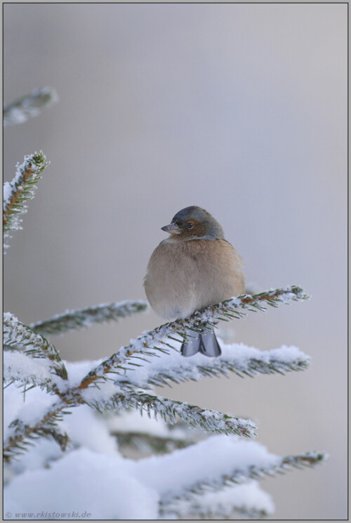 Aufnahme vom 19.12.2009:

Der Winter ist eingekehrt und mit ihm dier erste Schnee. Das Buchfink-Weibchen plustert sich zum Schutz gegen die Kälte auf. Frost und Schnee werden ihr in der nächsten Zeit zu schaffen machen, aber sie scheint ihre Zuversicht nicht verloren zu haben...

Aufnameort: Sauerland
Kamera: D200, 500/4.0, ISO 320, f 5.0, 1/500 sek.