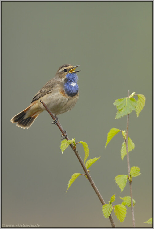 es-singt-und-singt-blaukehlchen-luscinia-svecica-5130.jpeg