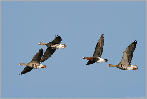 exot-am-niederrhein-rothalsgans-branta-ruficollis-5124.jpeg