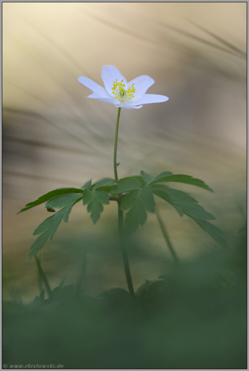 fruhling-im-wald-buschwindroschen-anemone-nemorosa-5137.jpeg