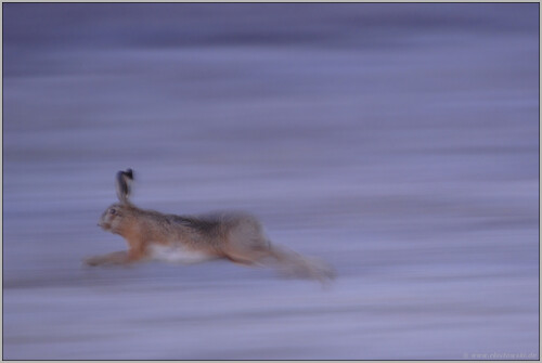 ganz-schon-schnell-feldhase-lepus-europaeus-5129.jpeg