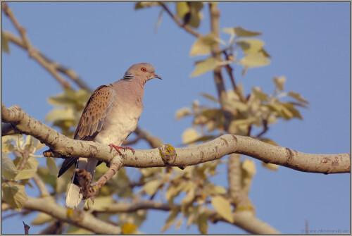 hoch-im-baum-turteltaube-streptopelia-turtur-5128.jpeg