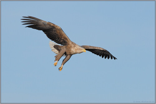 im-anflug-seeadler-haliaeetus-albicilla-5127.jpeg