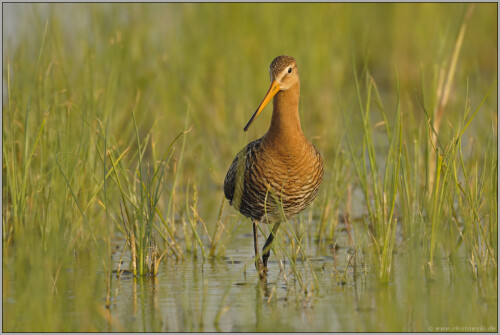 im-rostroten-brutkleid-uferschnepfe-limosa-limosa-5131.jpeg