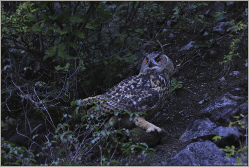 jager-der-nacht-uhu-bubo-bubo-5144.jpeg