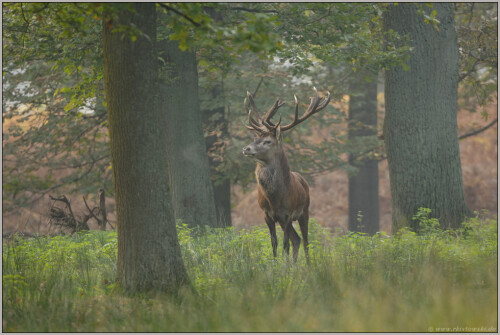 konig-des-waldes-rothirsch-cervus-elaphus-5135.jpeg